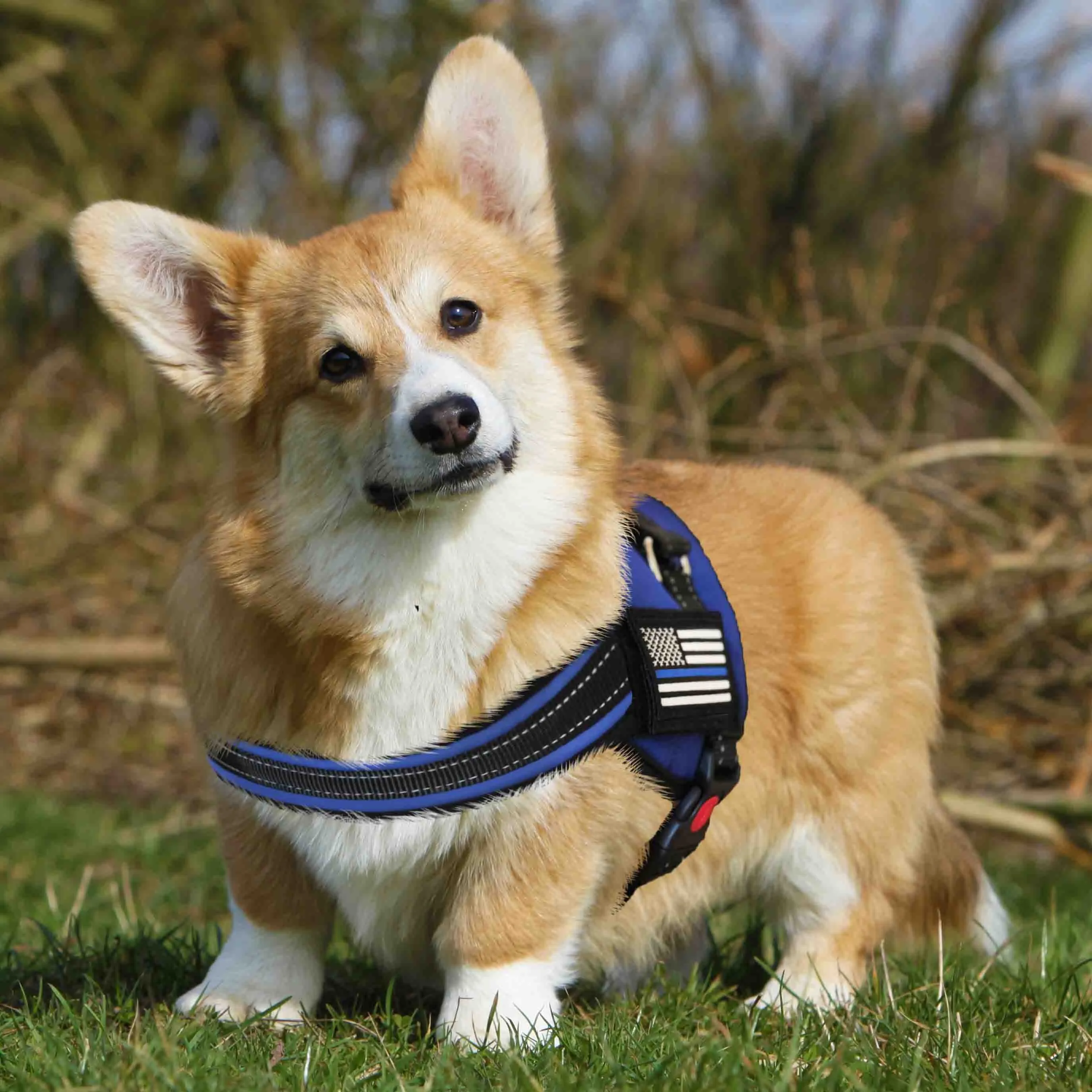 Dog Harness - Thin Blue Line
